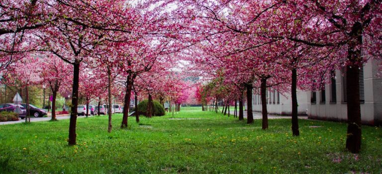 Rejser til Japan under kirsebærblomst: Undgå turistfælderne